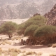 Algad3a005